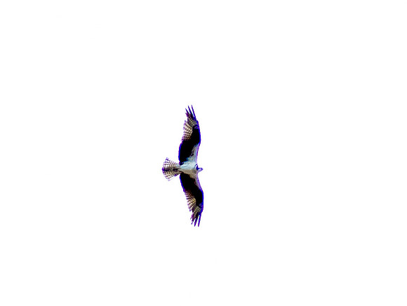 _7080117