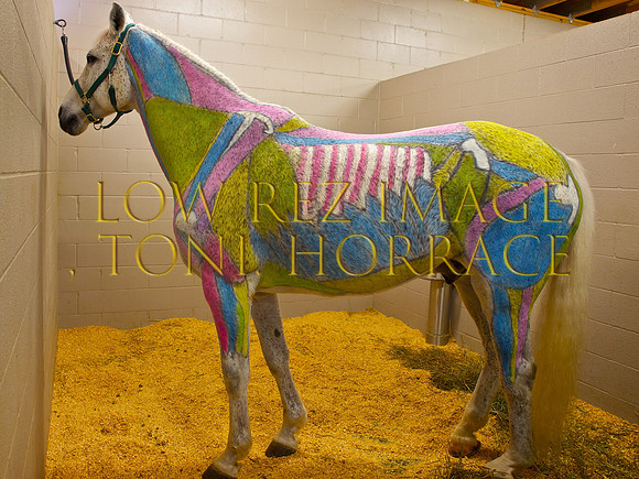 Opening Day of Equine Center