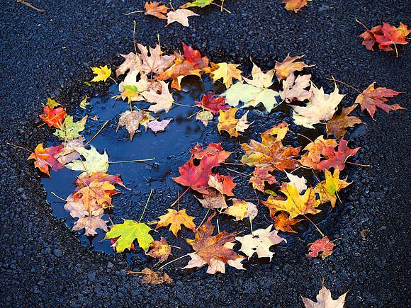 Mirror mirror, on the ground, who's the most beautiful leaf of all?