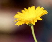 P6290538