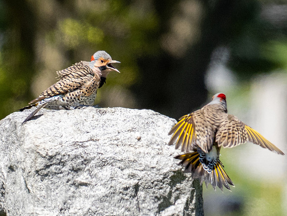 _4260187
