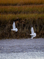 _A170202-Enhanced-NR