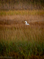 _A170125-Enhanced-NR
