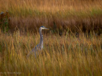 _A170130-Enhanced-NR