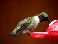 Toni's Feathered Friends