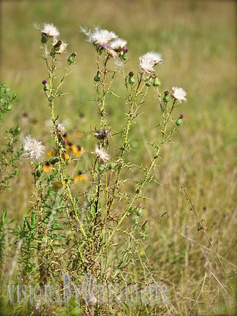 P8290063
