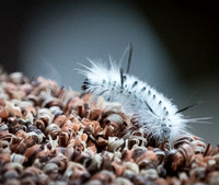 P7290302