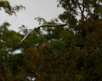 P9224752